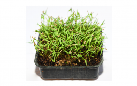 Simply Fresh Carrot Microgreens   Box  1 pcs